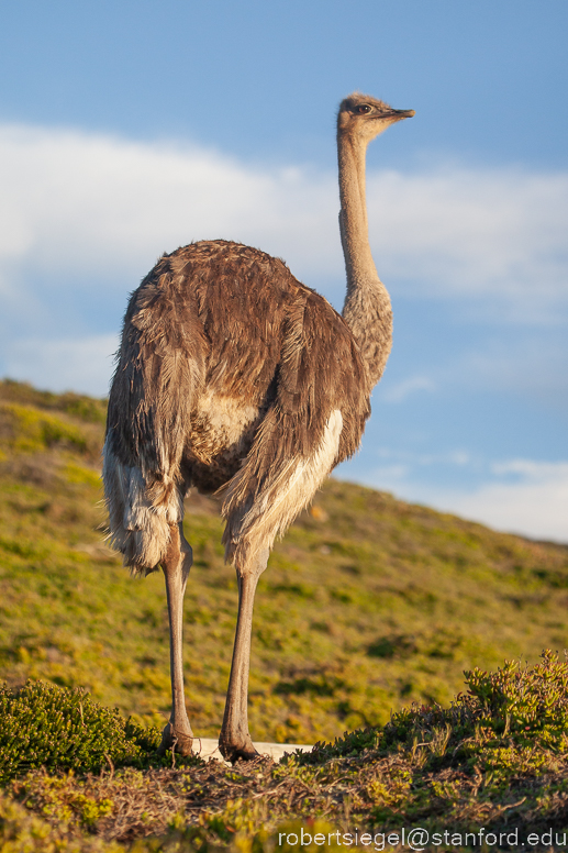 female ostrich